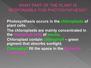  Photosynthesis occurs in the chloroplasts of
  plant cells.
 The chloroplasts are mainly concentrated in
  the mesophyll cells of leaves.
 Chloroplast contain chlorophyll – green
  pigment that absorbs sunlight.
 Chlorophyll fill the space in the thylakoid
  membrane.
 
