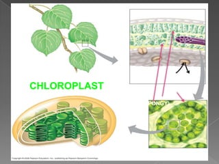 CHLOROPLAST   MESOPHYLL CELL
              (PALLISADE AND
                 SPONGY)
 
