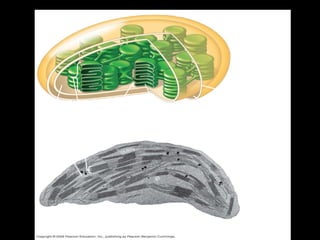 Chloroplast




                                                     Outer
                                                     membrane
                  Thylakoid
                                                  Intermembrane
Stroma   Granum               Thylakoid           space
                              space
                                          Inner
                                          membrane




                                           1 µm
 