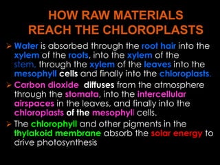  Water is absorbed through the root hair into the
  xylem of the roots, into the xylem of the
  stem, through the xylem of the leaves into the
  mesophyll cells and finally into the chloroplasts.
 Carbon dioxide diffuses from the atmosphere
  through the stomata, into the intercellular
  airspaces in the leaves, and finally into the
  chloroplasts of the mesophyll cells.
 The chlorophyll and other pigments in the
  thylakoid membrane absorb the solar energy to
  drive photosynthesis
 