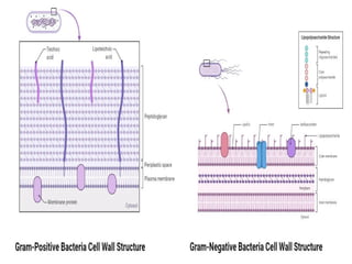 Staining used in bacteriology for CMLT level | PPTX