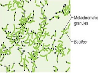 Staining used in bacteriology for CMLT level | PPTX