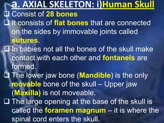 a. AXIAL SKELETON: i)Human Skull
 Consist of 28 bones
 It consists of flat bones that are connected
on the sides by immovable joints called
sutures.
 In babies not all the bones of the skull make
contact with each other and fontanels are
formed.
 The lower jaw bone (Mandible) is the only
movable bone of the skull – Upper jaw
(Maxilla) is not moveable.
 The large opening at the base of the skull is
called the foramen magnum – it is where the
spinal cord enters the skull.
 