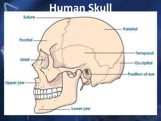 Human Skull
 