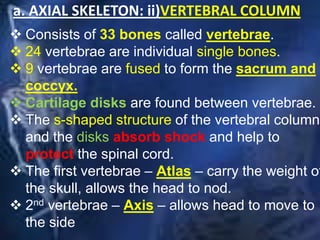 a. AXIAL SKELETON: ii)VERTEBRAL COLUMN
 Consists of 33 bones called vertebrae.
 24 vertebrae are individual single bones.
 9 vertebrae are fused to form the sacrum and
coccyx.
 Cartilage disks are found between vertebrae.
 The s-shaped structure of the vertebral column
and the disks absorb shock and help to
protect the spinal cord.
 The first vertebrae – Atlas – carry the weight of
the skull, allows the head to nod.
 2nd vertebrae – Axis – allows head to move to
the side
 
