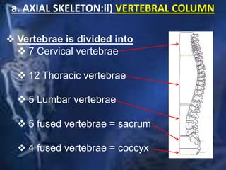 a. AXIAL SKELETON:ii) VERTEBRAL COLUMN
 Vertebrae is divided into
 7 Cervical vertebrae
 12 Thoracic vertebrae
 5 Lumbar vertebrae
 5 fused vertebrae = sacrum
 4 fused vertebrae = coccyx
 