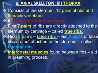 a. AXIAL SKELETON: iii) THORAX
 Consists of the sternum, 12 pairs of ribs and
thoracic vertebrae.
 It protects the heart and lungs.
 First 7 pairs of ribs are directly attached to the
sternum by cartilage – called true ribs.
 Next 5 pairs – false ribs – last 2 pairs of false
ribs are not attached to the sternum – called
floating ribs
 Intercostal muscles found between ribs – aid
in breathing process.
 