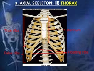 a. AXIAL SKELETON: iii) THORAX
True ribs
False ribs Floating ribs
sternum
 