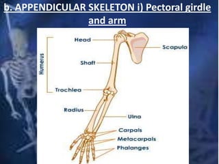 b. APPENDICULAR SKELETON i) Pectoral girdle
and arm
 