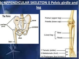 b. APPENDICULAR SKELETON i) Pelvic girdle and
leg
 