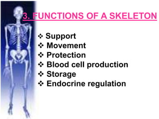 3. FUNCTIONS OF A SKELETON
 Support
 Movement
 Protection
 Blood cell production
 Storage
 Endocrine regulation
 