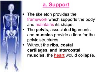 a. Support
 The skeleton provides the
framework which supports the body
and maintains its shape.
 The pelvis, associated ligaments
and muscles provide a floor for the
pelvic structures.
 Without the ribs, costal
cartilages, and intercostal
muscles, the heart would collapse.
 
