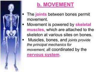 b. MOVEMENT
 The joints between bones permit
movement.
 Movement is powered by skeletal
muscles, which are attached to the
skeleton at various sites on bones.
 Muscles, bones, and joints provide
the principal mechanics for
movement, all coordinated by the
nervous system.
 