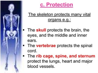 c. Protection
The skeleton protects many vital
organs e.g.:
 The skull protects the brain, the
eyes, and the middle and inner
ears.
 The vertebrae protects the spinal
cord.
 The rib cage, spine, and sternum
protect the lungs, heart and major
blood vessels.
 