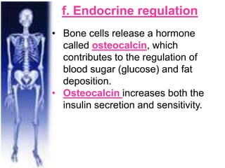 f. Endocrine regulation
• Bone cells release a hormone
called osteocalcin, which
contributes to the regulation of
blood sugar (glucose) and fat
deposition.
• Osteocalcin increases both the
insulin secretion and sensitivity.
 