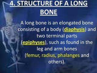 4. STRUCTURE OF A LONG
BONE
A long bone is an elongated bone
consisting of a body (diaphysis) and
two terminal parts
(epiphyses), such as found in the
leg and arm bones
(femur, radius, phalanges and
others).
 