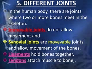 5. DIFFERENT JOINTS
 In the human body, there are joints
where two or more bones meet in the
skeleton.
 Immovable joints do not allow
movement and
 Synovial joints are movevable joints
and allow movement of the bones.
 Ligaments hold bones together.
 Tendons attach muscle to bone,.
 