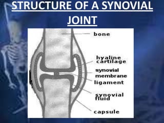 STRUCTURE OF A SYNOVIAL
JOINT
 