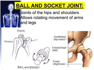 BALL AND SOCKET JOINT:
• Joints of the hips and shoulders
• Allows rotating movement of arms
and legs
 