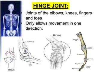 HINGE JOINT:
• Joints of the elbows, knees, fingers
and toes
• Only allows movement in one
direction.
 