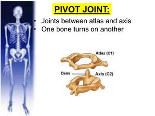 PIVOT JOINT:
• Joints between atlas and axis
• One bone turns on another
 