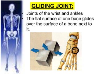 GLIDING JOINT:
• Joints of the wrist and ankles
• The flat surface of one bone glides
over the surface of a bone next to
it.
 