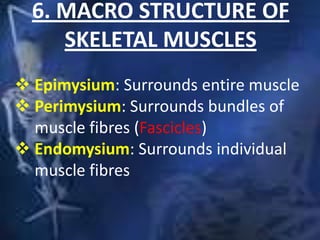 6. MACRO STRUCTURE OF
SKELETAL MUSCLES
 Epimysium: Surrounds entire muscle
 Perimysium: Surrounds bundles of
muscle fibres (Fascicles)
 Endomysium: Surrounds individual
muscle fibres
 