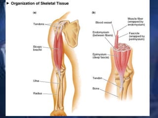 6. STRUCTURE OF SKELETAL
MUSCLES
 
