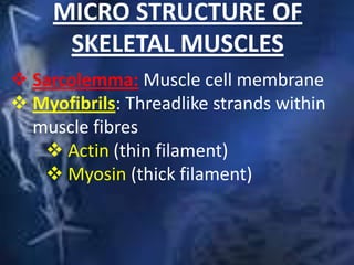 MICRO STRUCTURE OF
SKELETAL MUSCLES
 Sarcolemma: Muscle cell membrane
 Myofibrils: Threadlike strands within
muscle fibres
 Actin (thin filament)
 Myosin (thick filament)
 