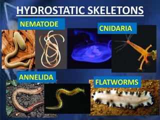 HYDROSTATIC SKELETONS
CNIDARIA
NEMATODE
FLATWORMS
ANNELIDA
 