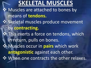 SKELETAL MUSCLES
 Muscles are attached to bones by
means of tendons.
 Skeletal muscles produce movement
by contracting.
 This exerts a force on tendons, which
in return, pulls on bones.
 Muscles occur in pairs which work
antagonistic against each other.
 When one contracts the other relaxes.
 