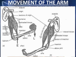 MOVEMENT OF THE ARM
 