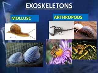 EXOSKELETONS
ARTHROPODSMOLLUSC
 
