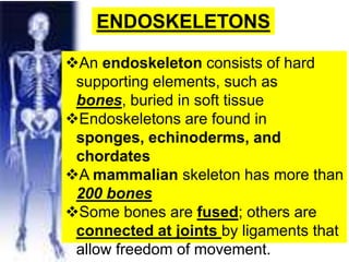 ENDOSKELETONS
An endoskeleton consists of hard
supporting elements, such as
bones, buried in soft tissue
Endoskeletons are found in
sponges, echinoderms, and
chordates
A mammalian skeleton has more than
200 bones
Some bones are fused; others are
connected at joints by ligaments that
allow freedom of movement.
 