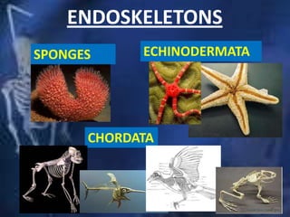 ENDOSKELETONS
ECHINODERMATASPONGES
CHORDATA
 