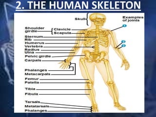 2. THE HUMAN SKELETON
 