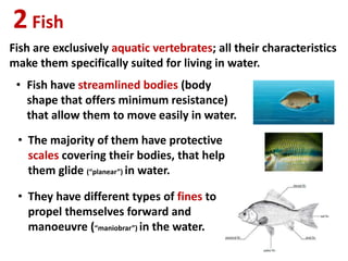 2Fish
Fish are exclusively aquatic vertebrates; all their characteristics
make them specifically suited for living in water.
• Fish have streamlined bodies (body
shape that offers minimum resistance)
that allow them to move easily in water.
• The majority of them have protective
scales covering their bodies, that help
them glide (“planear”) in water.
• They have different types of fines to
propel themselves forward and
manoeuvre (“maniobrar”) in the water.
 