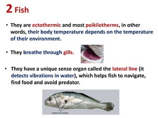 2Fish
• They are ectothermic and most poikilotherms, in other
words, their body temperature depends on the temperature
of their environment.
• They breathe through gills.
• They have a unique sense organ called the lateral line (it
detects vibrations in water), which helps fish to navigate,
find food and avoid predator.
 