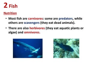 2Fish
Nutrition
• Most fish are carnivores: some are predators, while
others are scavengers (they eat dead animals).
• There are also herbivores (they eat aquatic plants or
algae) and omnivores.
 