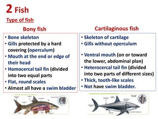 2Fish
Type of fish
Bony fish Cartilaginous fish
• Bone skeleton
• Gills protected by a hard
covering (operculum)
• Mouth at the end or edge of
their head
• Homocercal tail fin (divided
into two equal parts
• Flat, round scales
• Almost all have a swim bladder
• Skeleton of cartilage
• Gills without operculum
• Ventral mouth (on or toward
the lower, abdominal plan)
• Heterocercal tail fin (divided
into two parts of different sizes)
• Thick, tooth-like scales
• Not have swim bladder.
 