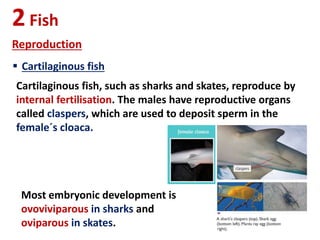 2Fish
Reproduction
 Cartilaginous fish
Cartilaginous fish, such as sharks and skates, reproduce by
internal fertilisation. The males have reproductive organs
called claspers, which are used to deposit sperm in the
female´s cloaca.
Most embryonic development is
ovoviviparous in sharks and
oviparous in skates.
 
