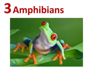 3Amphibians
 