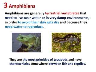 3Amphibians
Amphibians are generally terrestrial vertebrates that
need to live near water or in very damp environments,
in order to avoid their skin gets dry and because they
need water to reproduce.
They are the most primitive of tetrapods and have
characteristics somewhere between fish and reptiles.
 