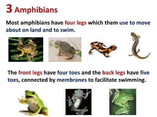 3Amphibians
Most amphibians have four legs which them use to move
about on land and to swim.
The front legs have four toes and the back legs have five
toes, connected by membranes to facilitate swimming.
 
