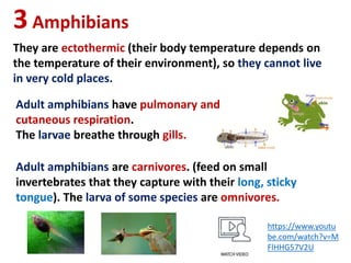 3Amphibians
They are ectothermic (their body temperature depends on
the temperature of their environment), so they cannot live
in very cold places.
Adult amphibians have pulmonary and
cutaneous respiration.
The larvae breathe through gills.
Adult amphibians are carnivores. (feed on small
invertebrates that they capture with their long, sticky
tongue). The larva of some species are omnivores.
https://www.youtu
be.com/watch?v=M
FlHHG57V2U
 