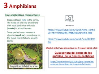3Amphibians
https://www.youtube.com/watch?time_contin
ue=7&v=4OZJ5DmSTMg&feature=emb_logo
https://www.youtube.com/watch?v=ocfDnDVP
Gio
https://bicheando.net/2018/02/guia-sonora-del-
canto-de-los-anfibios-de-la-peninsula-iberica/
Guía sonora del canto de los
anfibios de la Península Ibérica
Watch it only if you are curious (or if you get bored a lot)
 