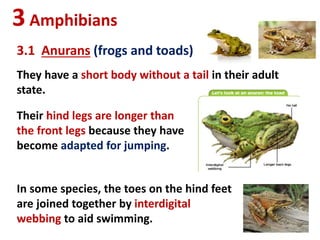 3Amphibians
3.1 Anurans (frogs and toads)
They have a short body without a tail in their adult
state.
In some species, the toes on the hind feet
are joined together by interdigital
webbing to aid swimming.
Their hind legs are longer than
the front legs because they have
become adapted for jumping.
 