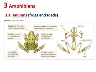 3Amphibians
3.1 Anurans (frogs and toads)
 