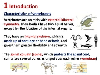 1Introduction
Characteristics of vertebrates
Vertebrates are animals with external bilateral
symmetry. Their bodies have two equal halves,
except for the location of the internal organs.
They have an internal skeleton, which is
made up of cartilage or bone or both, and
gives them greater flexibility and strength.
The spinal column (spine), which protects the spinal cord,
comprises several bones arranged over each other (vertebrae)
 