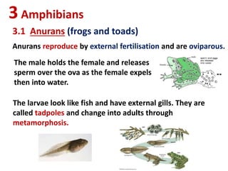 3Amphibians
Anurans reproduce by external fertilisation and are oviparous.
The male holds the female and releases
sperm over the ova as the female expels
then into water.
3.1 Anurans (frogs and toads)
The larvae look like fish and have external gills. They are
called tadpoles and change into adults through
metamorphosis.
 